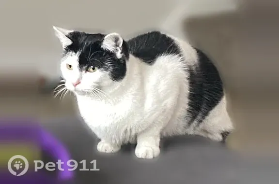 Lost cat, Bird River Road, 9733, Middle River - black and white, light green eyes - photo