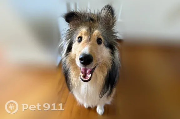 Lost pets Hilliard, photo: Lost dog, Mill Creek Parkway, 4450, Hilliard - white chest, tan and brown coat