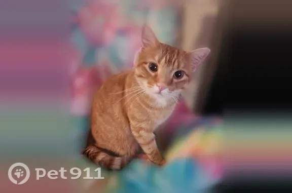 Missing cat Kirksville, photo: Lost cat, Fairway Drive, 1644, Kirksville - neutered