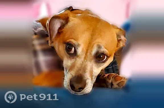 Lost dog, Carrera Circle, 1711, Medford - male, chipped, turquoise collar - photo