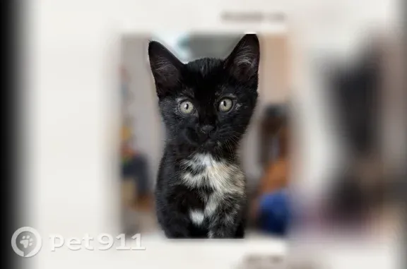 Lost cat, Vine Street, 1504, Murray — female torti kitten - photo