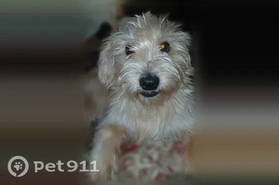 Lost pets Fort Worth, photo: Lost dog, Owens Street, 2000, Haltom City, Fort Worth