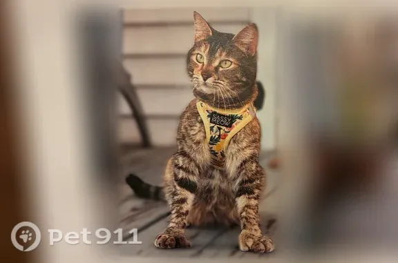 Missing cat Branford Center, photo: Lost cat, Mansfield Grove Road, 68, East Haven, Branford Center - small 6 lb CH kitty
