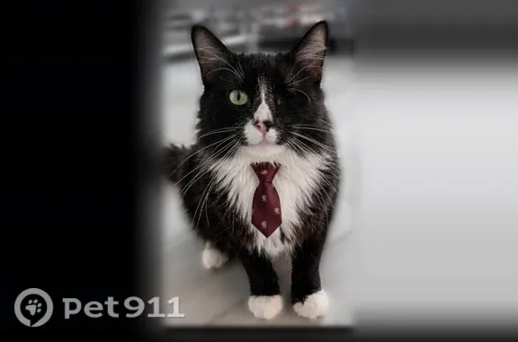 Lost cat, Forest Street, 179, Rocky Hill, Arlington - one eye, long hair - photo