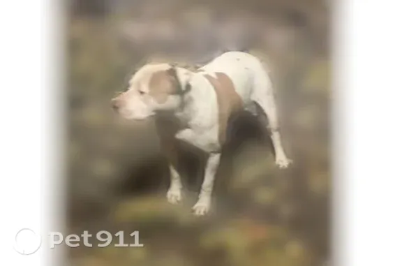 Lost dog, South Menard Avenue, 5415, Chicago - white with brown spots pitbull - photo