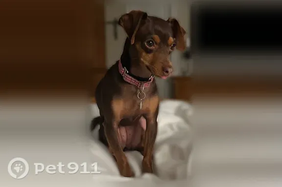 Lost dog, Stonecastle Court, 835, O'Fallon, Lake St. Louis - female, black tee shirt - photo