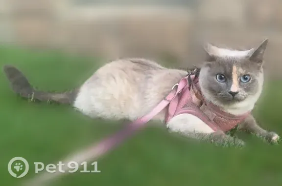 Lost cat, Palmer Street, 17242, Melvindale - female - photo
