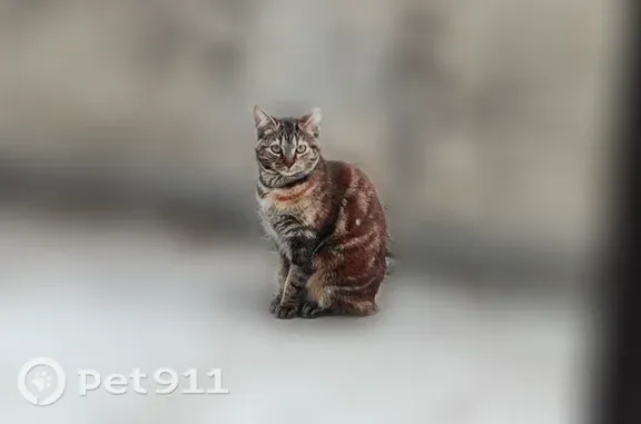 Chat perdu femelle, Square Paul Camy, 6, Tournefeuille, Colomiers - robe écaille de tortue - photo