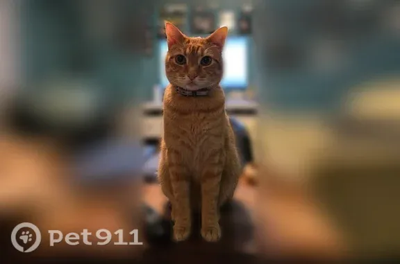 Lost cat, East Applegate Drive, 810, Arlington — female orange tabby - photo