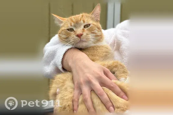 Lost cat, Northwest 15th Avenue, 902, Battle Ground — male, neutered - photo