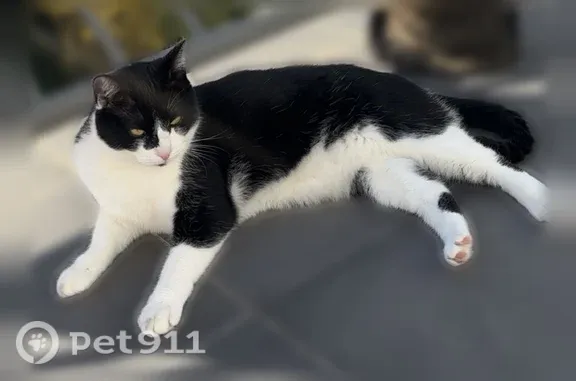 Chat perdu, Avenue Jean Jaurès, Méry-sur-Oise, Paris - femelle - photo