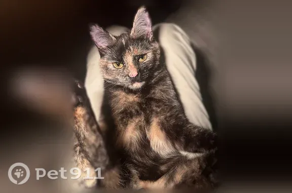 Lost cat, Wainwright Avenue, 320, Staten Island — timid indoor tortie cat - photo
