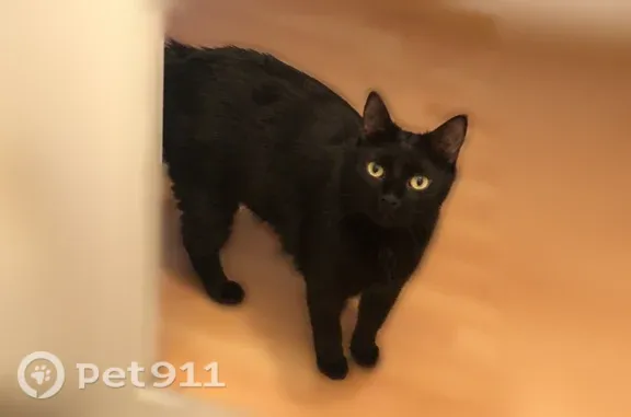 Chat perdu femelle, Rue de Stalingrad, 80, Le Petit-Quevilly — petite taille, yeux jaunes/verts - photo