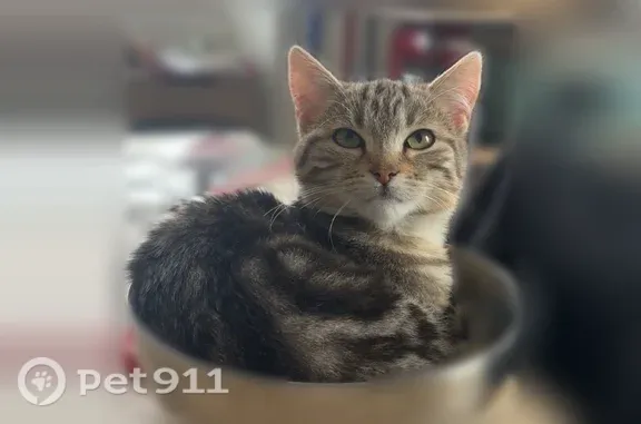 Chat perdu mâle, Avenue Albert 1er, 15, Béziers - gris avec collier anti puce noir - photo