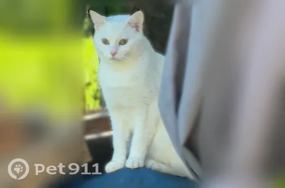 Chat perdu mâle, Rue d'Orival, 1294, Les Grandes-Ventes, Paris - castré, pucé - photo