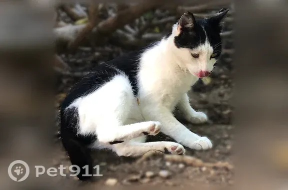 Chat perdu, Marseille, photo: Chat perdu mâle, Boulevard Marius Thomas, 31, Marseille - noir et blanc, yeux clairs