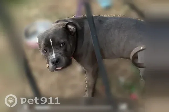 Lost dog, Stark Avenue, 9349, Kansas City - female, dark gray with a white chest patch - photo