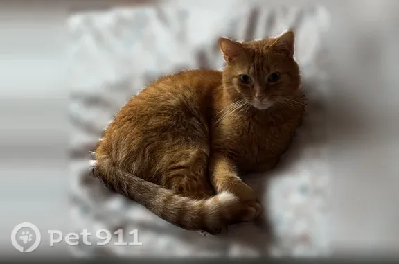 Chat trouvé Marquette-lez-Lille, photo: Chat perdu mâle, Rue du Presbytère, 5B, Marquette-lez-Lille - roux, craintif