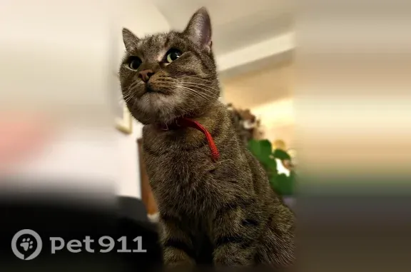 Chat perdu femelle, Rue Pasteur, Argenteuil - chatte tigrée grise, pucée et tatouée - photo