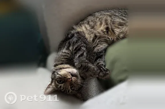 Missing cat Portland, photo: Lost cat, Southeast Belmore Heights, 15506, Portland - male domestic shorthair with a large belly pouch