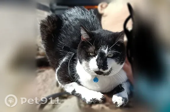 Chat perdu mâle, Rue Jean Jaurès, Abscon, Valenciennes - blanc et noir, collier bleu - photo