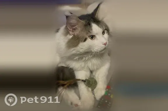 Chat perdu, Rabastens, Occitanie, Paris - mâle Maine coon pucé - photo