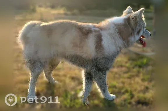 Chien trouvé Saint-Amand-les-Eaux, photo: Chien trouvé, Rue des Ormeaux, 546, Saint-Amand-les-Eaux — husky blanc/beige avec tache marron