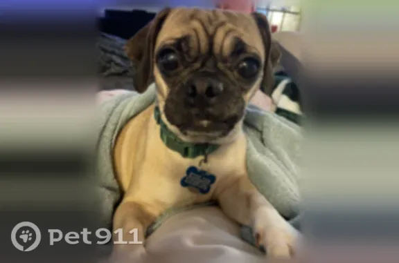 Lost dog, Silver Fox Drive, 7586, Columbus - female, tan coat - photo