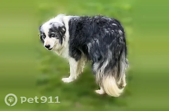 Chien perdu femelle, La Pierre Folle, 5, Montmorillon — yeux vairons - photo