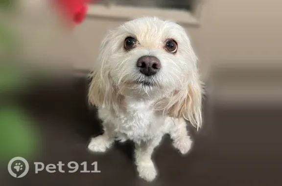 Lost dog, Wesleyan, 13036, El Paso - female, white/beige coat - photo