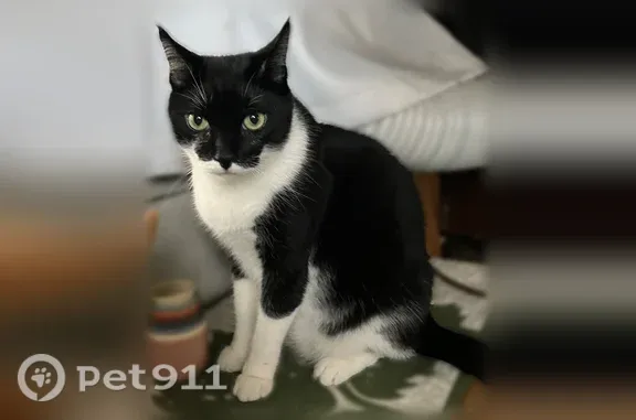 Lost cat, Nāhua Street, 439, Honolulu - male, large black and white - photo