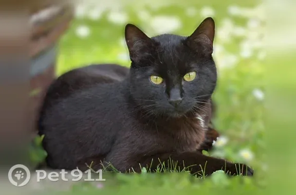 Chat perdu mâle, Rue de la Rente Blanche, 1, Chevigny-Saint-Sauveur - noir avec tatouage 