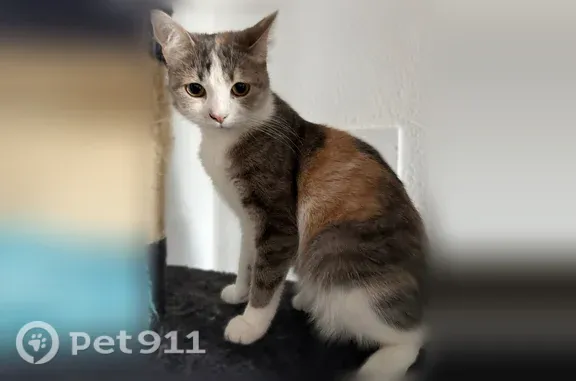 Perdu chat femelle, Rue de Bretagne, 12, Horbourg-Wihr - petit chat au pelage tricolore - photo