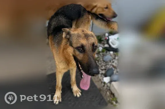 Found dog, Emerald Drive, 1909...