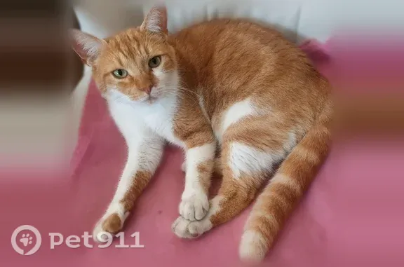 Chat perdu mâle, Wasquehal - photo