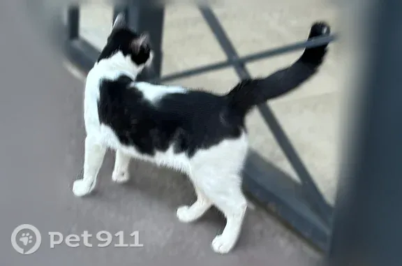 Chat trouvé Lyon, photo: Chat trouvé mâle, Lyon - petit point blanc au bout de la queue