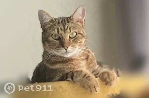 Lost cat, North Nursery Road, 1423, Irving - male with yellow-green eyes - photo