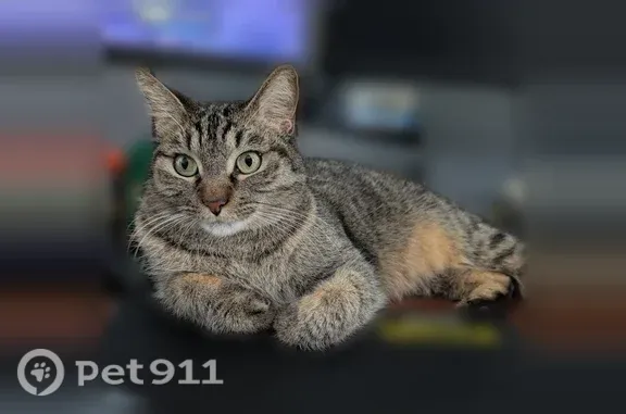 Lost cat, Spring Avenue, 1817, Carrollton — female, gray tabby - photo