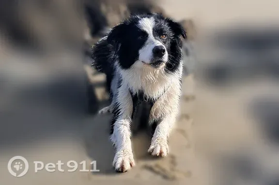 Chien perdu mâle, La Justice, 574, Savigné-l'Évêque, Champagné - border collie noir et blanc très joueur - photo