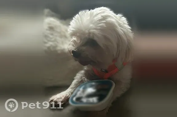 Lost dog, Newhope Road, 1214, Spring Hill - male, white Maltese, hard of hearing on the right side - photo