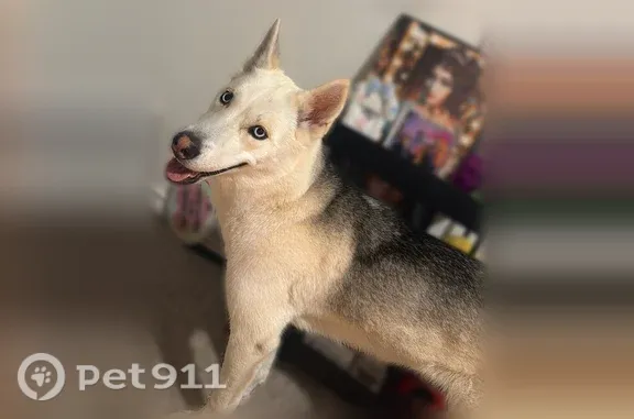Found dog, Fishtrap Road, Texa...