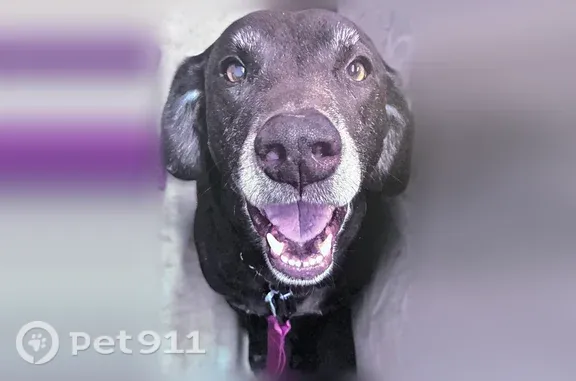 Lost dog, Watson Street Northwest, 5174, Washington — male, chocolate brown coat - photo