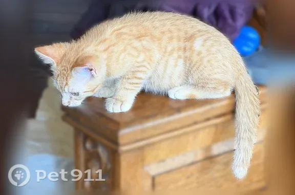 Missing cat Irving, photo: Lost cat, Murl Drive, 1020, Irving - 9 weeks old