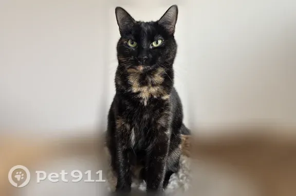 Chat perdu femelle, Allée Miss Hutton, 8, Billère, Paris - noire écaille de tortue, collier noir - photo