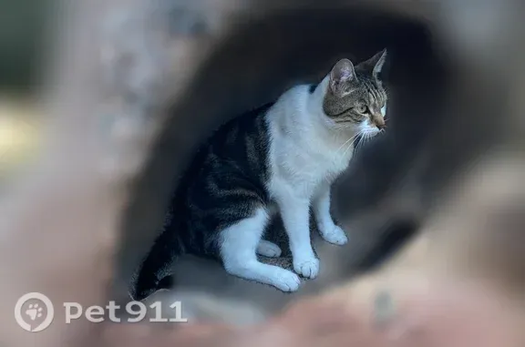 Chat perdu, mâle, Martigues — élancé et mince - photo