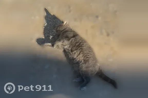 Chat perdu, Cadolive, photo: Chat perdu mâle, Montée de l'Église, 23, Cadolive - gris, yeux verts