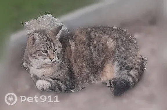 Chat perdu, femelle, autour du stade Bollaert, Lens - tigrée, très craintive - photo