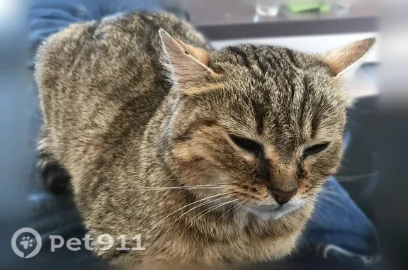 Chat perdu, femelle, Avenue Victor Hugo, 38, Bain-de-Bretagne - photo