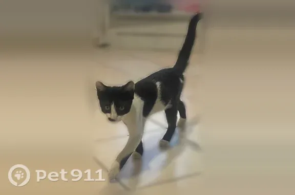 Chat trouvé Athis-Mons, photo: Chat trouvé, Rue des Acacias, 23, Athis-Mons - jeune noir et blanc