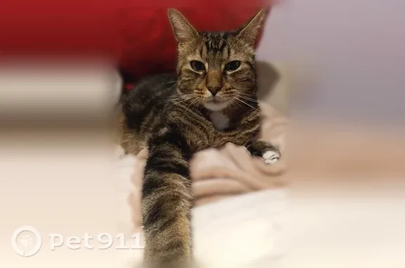 Chat perdu mâle, Rue Pierre Hebmann, 32, Lons-le-Saunier - pattes blanches comme des chaussettes - photo